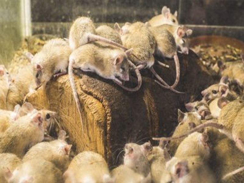 Effective Rat Control Tactics: Pest Management Insights